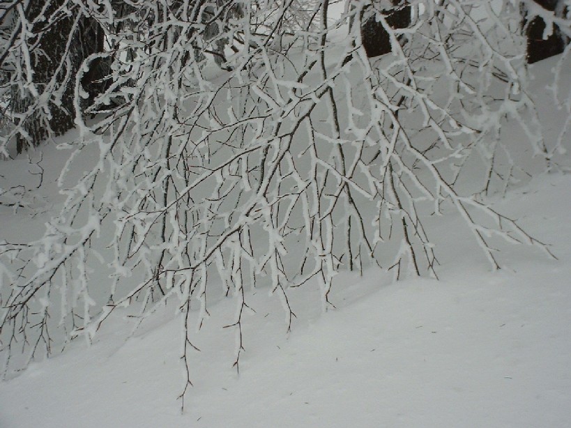 Zieleniec 2003